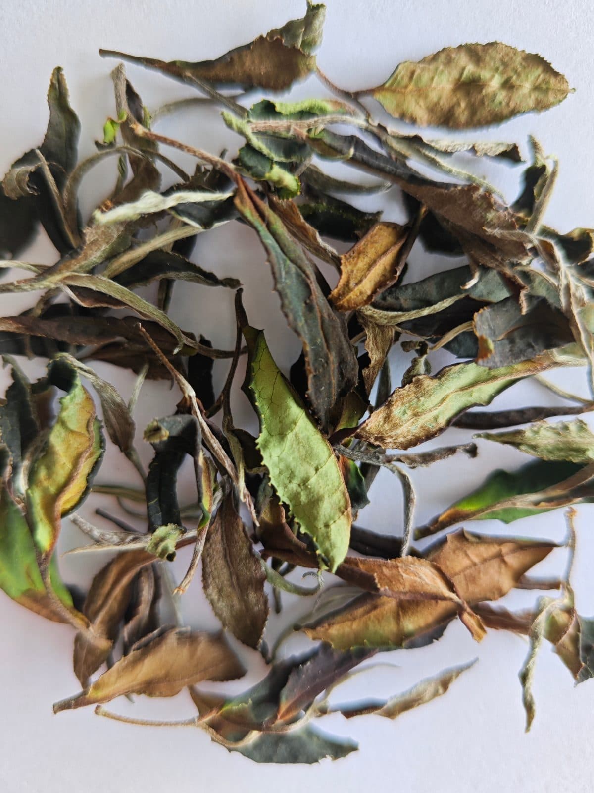 高山野茶 白茶