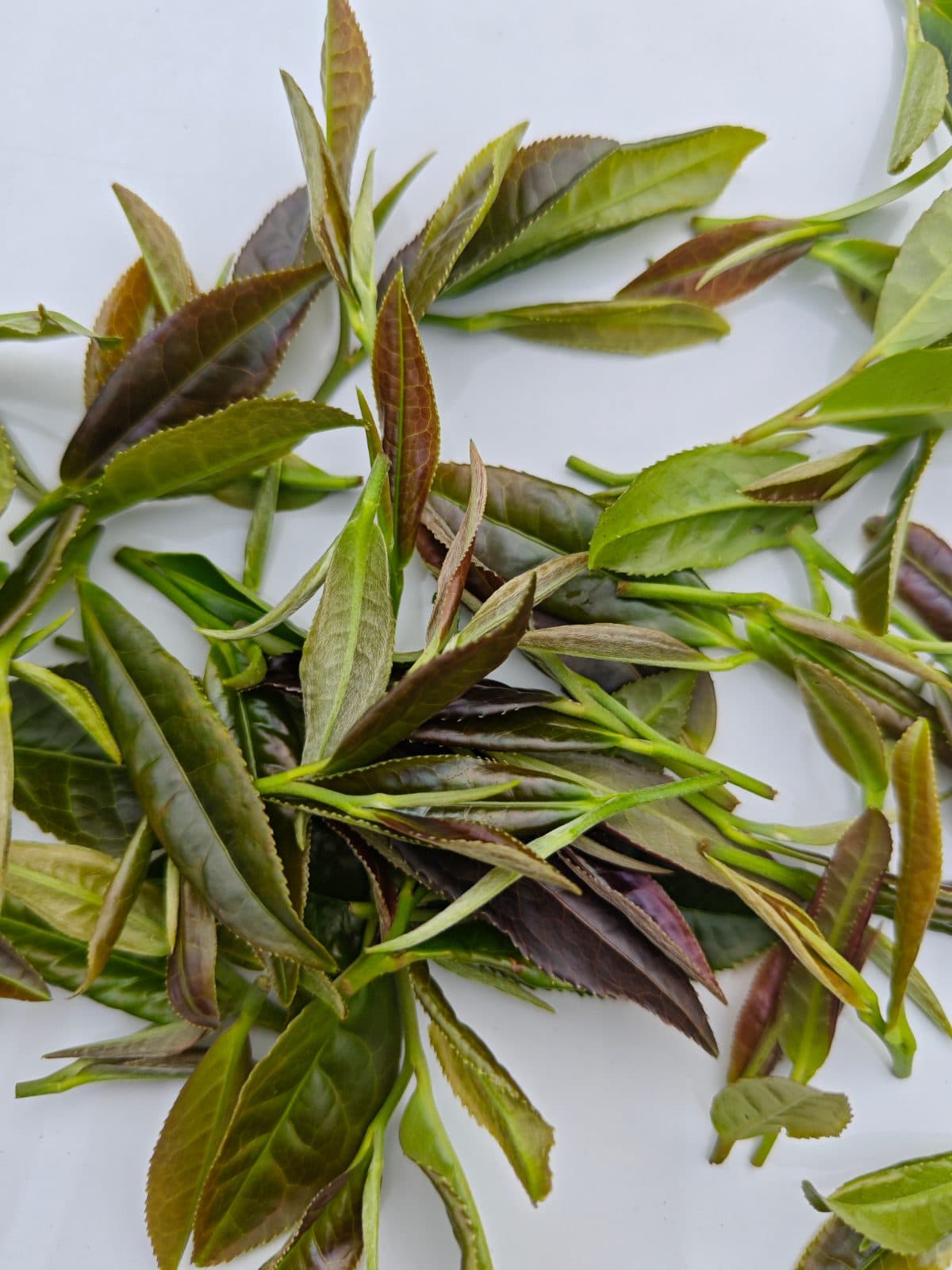 高山野茶 白茶